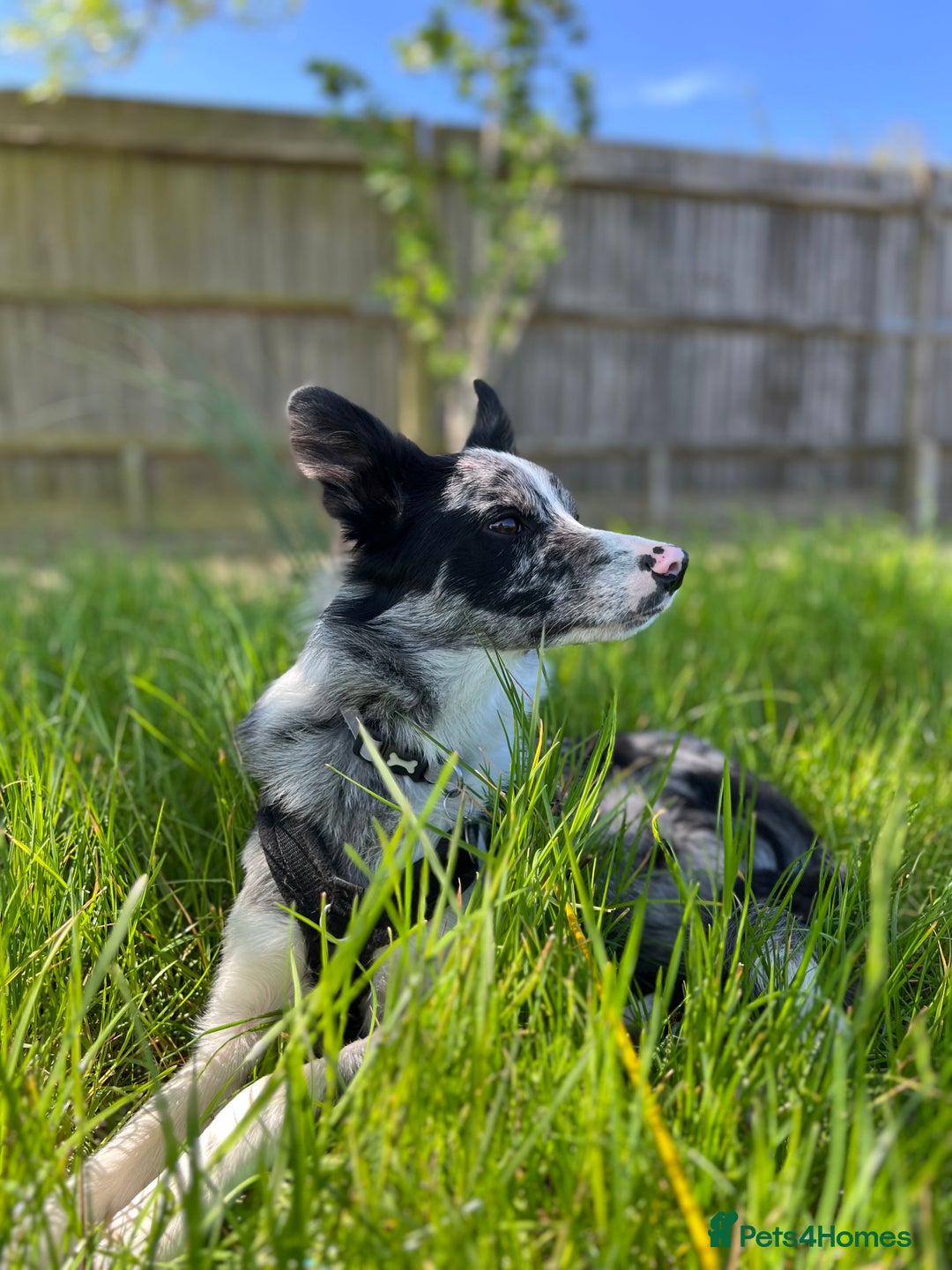 Border Collie dogs for sale: Merle border collie male  - Advert 3