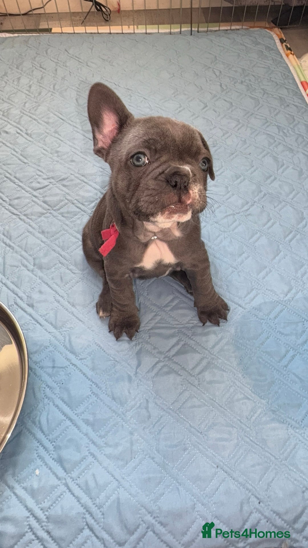 French Bulldog dogs for sale: 5 female French Bulldog –9 weeks old💙 🐾 - Advert 21
