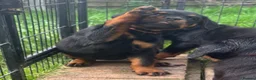 Rottweiler dogs for sale: ⭐️ Outstanding Rottweiler Puppies ⭐️ - Advert 14