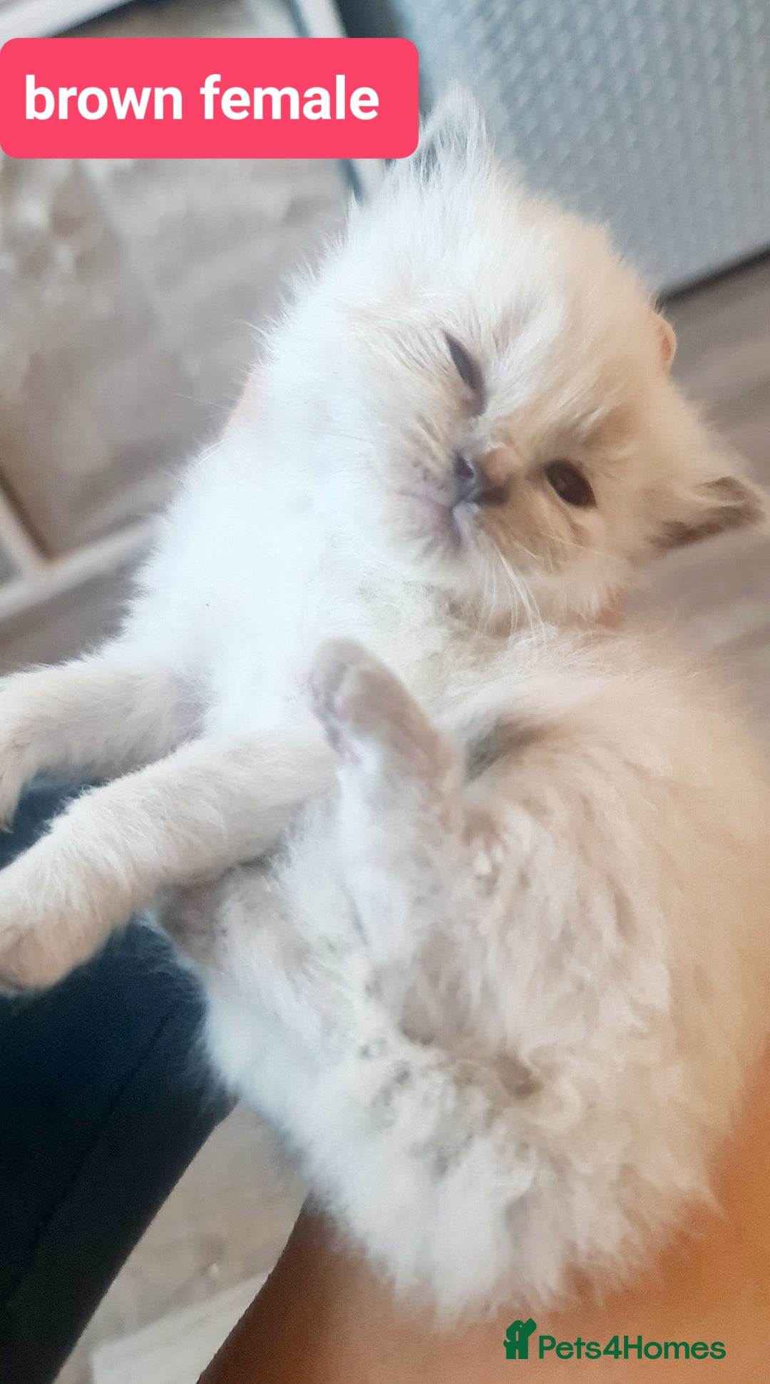 Ragdoll cats for sale: Pure ragdoll kittens - Image 19