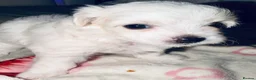 Bichon Frise dogs for sale: 4 Bichon Frisé puppies looking for their new home - Advert 15