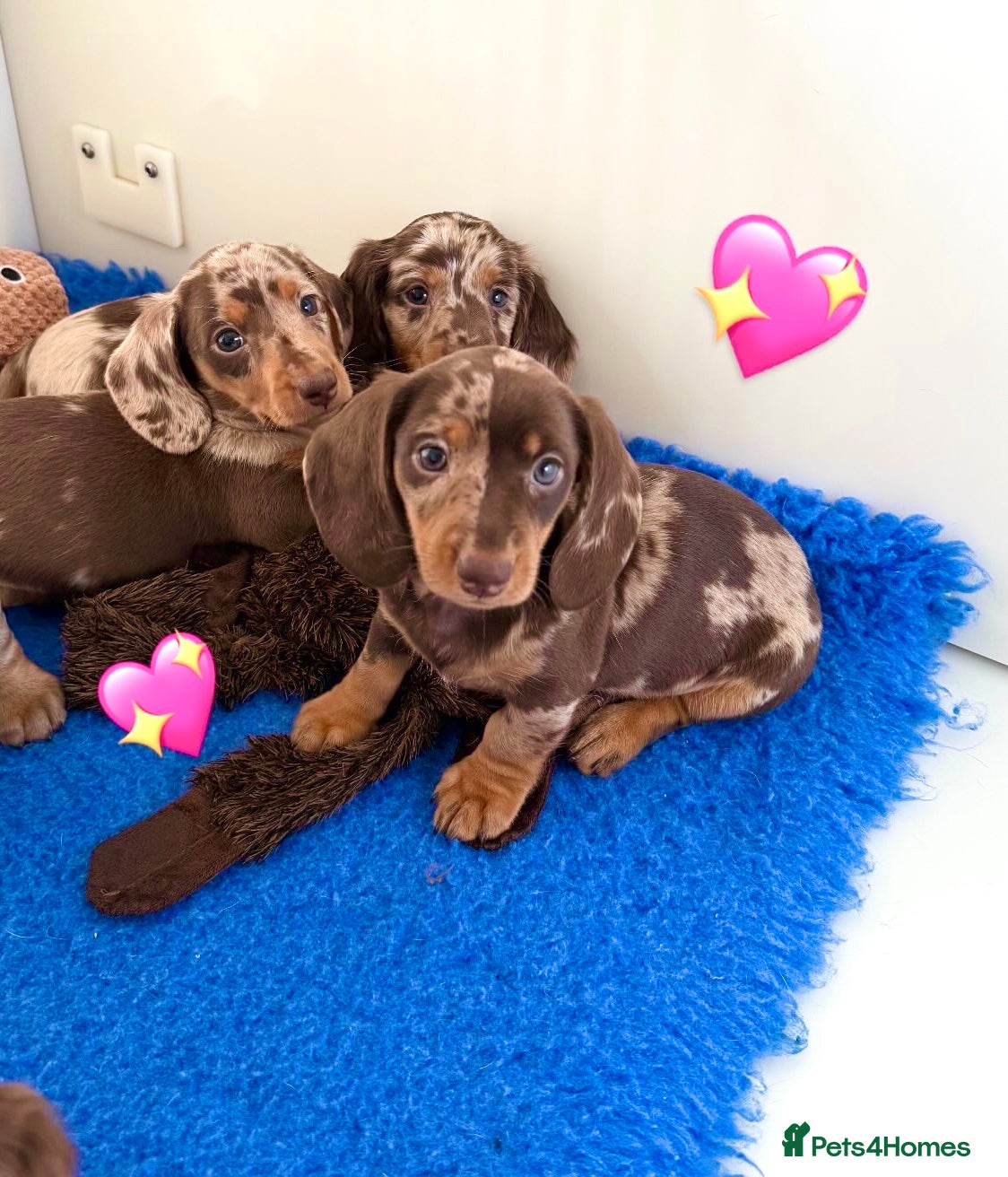 Miniature Dachshund dogs Quality miniature long hair & smooth hair puppy's - Advert 1