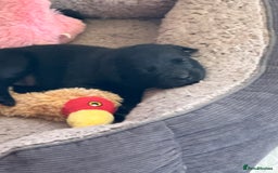 Labrador Retriever dogs for sale: Beautiful Labrador pups  - Image 7