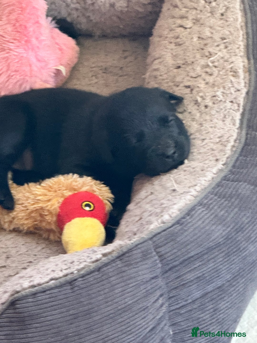 Labrador Retriever dogs for sale: Beautiful Labrador pups  - Image 7