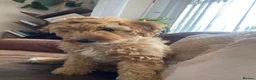 Cockapoo dogs for sale: Lailani 11 month old apricot F1 cockerpoo - Advert 7
