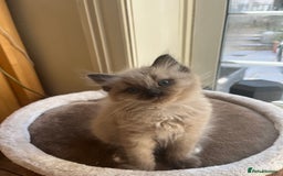 Ragdoll cats for sale: Pedigree Mink Ragdoll kittens  - Image 18