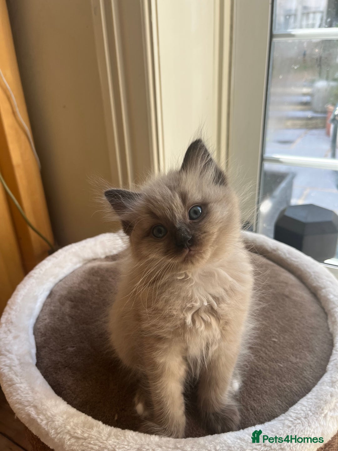 Ragdoll cats for sale: Pedigree Mink Ragdoll kittens  - Image 18