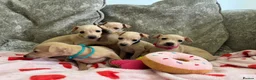 Italian Greyhound dogs for sale: 🏡 Italian greyhound puppies ready soon 🏡 - Advert 24
