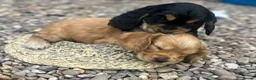 Cocker Spaniel dogs for sale: show type cocker spaniel puppy’s  - Advert 2