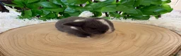 Mini Lop rabbits for sale: Pure bred miniature lop bunnies - Advert 6