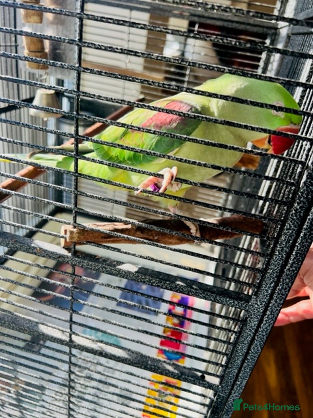 Parrots birds for sale: Alexandrine Friendly Talking parrot - Image 2