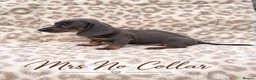 Miniature Dachshund dogs for sale: Blue and tan and Black and Tan Dachshund - Advert 8