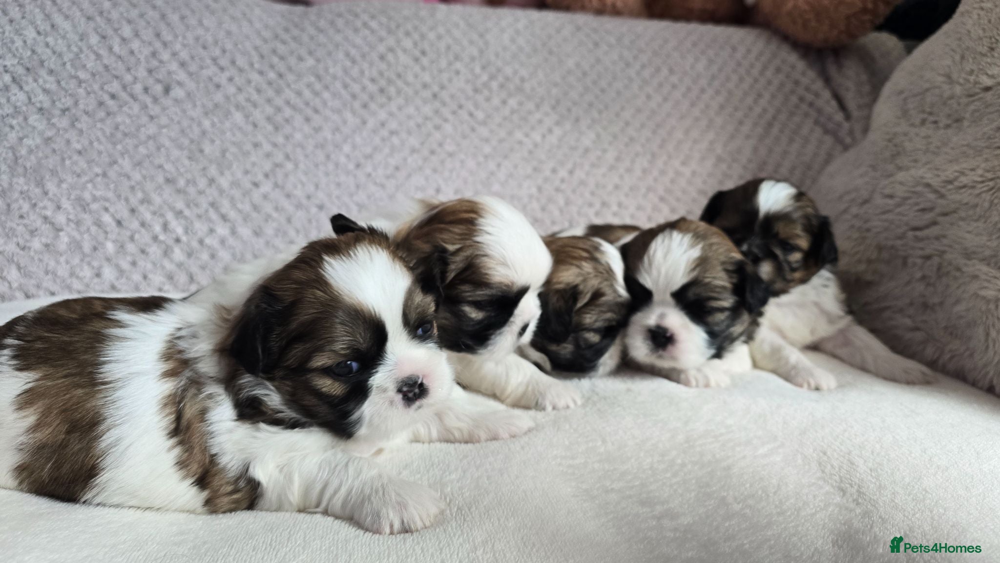 Shih Tzu dogs Beautiful Shih Tzu Puppies for Sale - Advert 15