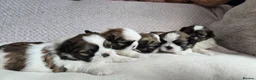 Shih Tzu dogs for sale: Beautiful Purebred Shih Tzu Puppies for Sale - Advert 18