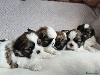 Shih Tzu dogs Beautiful Shih Tzu Puppies for Sale - Advert 15