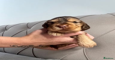 Cocker Spaniel dogs - Advert 8