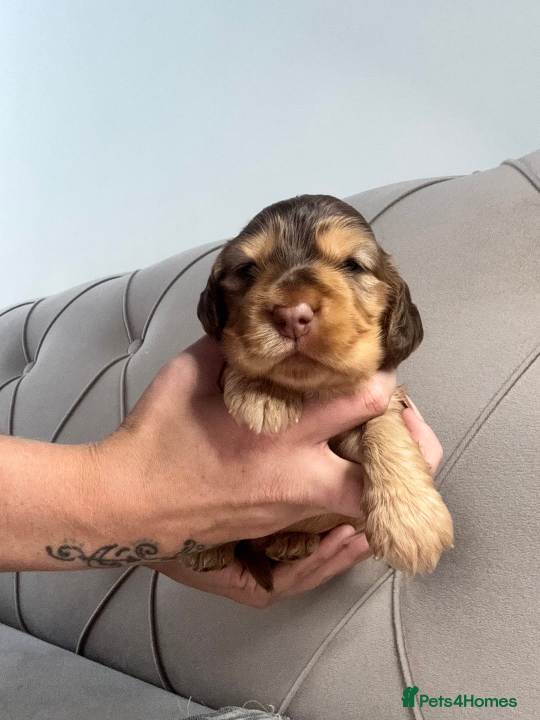 Cocker Spaniel dogs for sale: Kc Registered Show Type Cocker Spaniel puppies - Image 3
