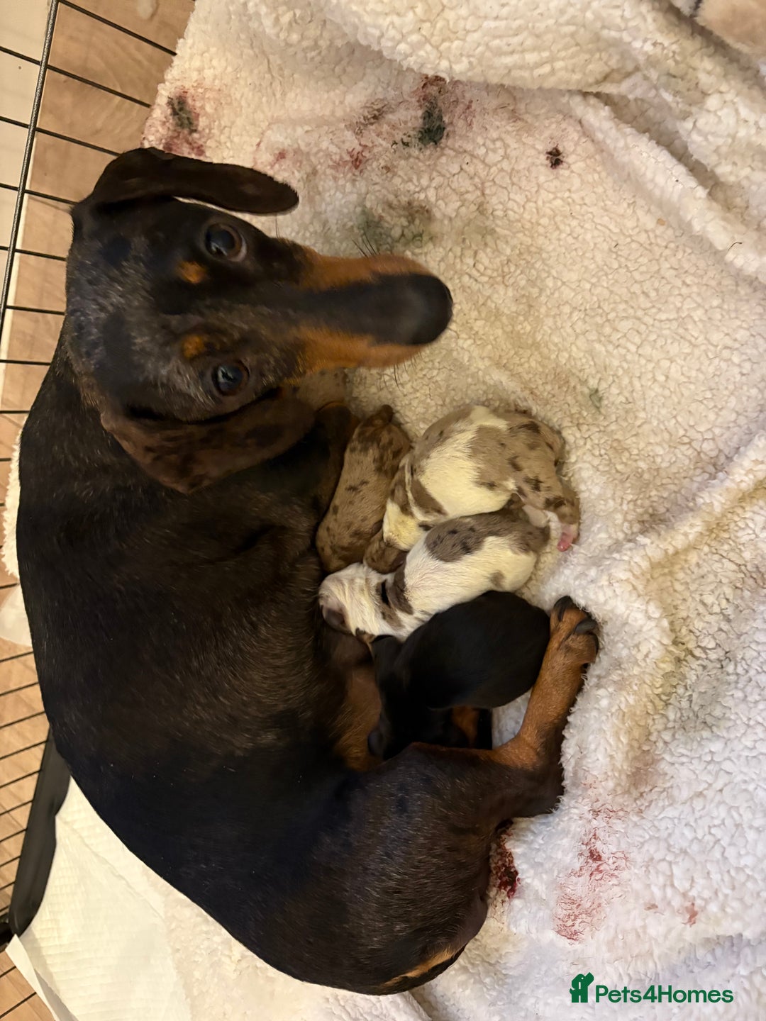 Dachshund dogs for sale: Dachshund  - Advert 1