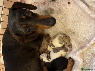 Dachshund dogs Dachshund - Advert 1