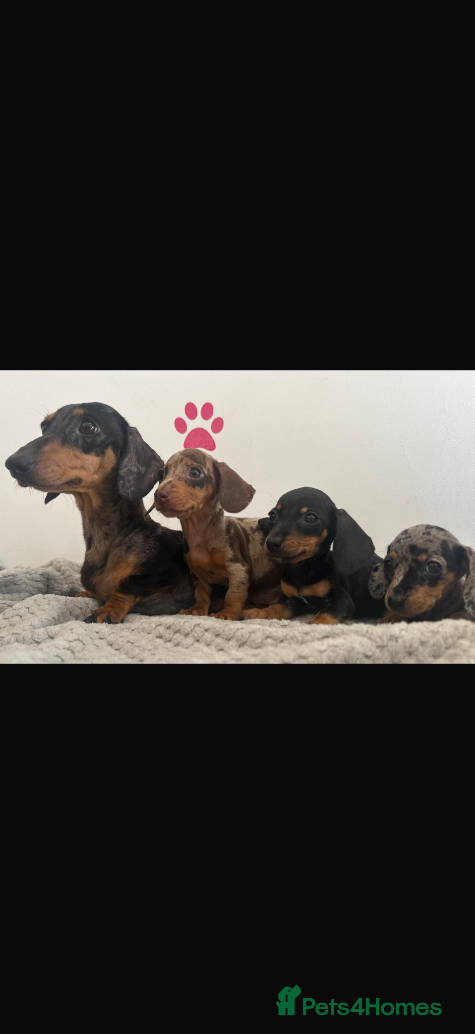 Dachshund dogs Beautiful dachshund puppies  - Advert 8