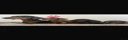 Dachshund dogs for sale: Beautiful dachshund puppies  - Advert 1