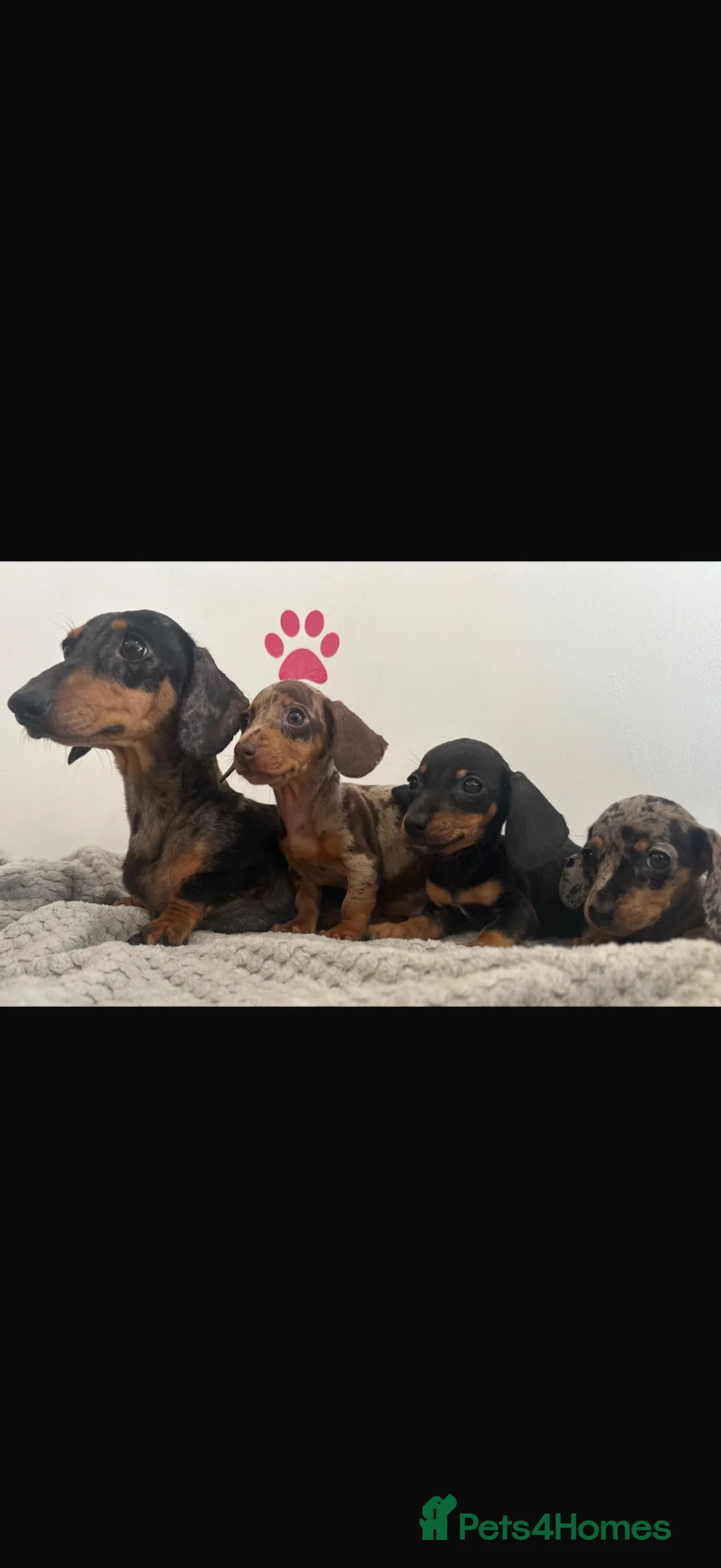 Dachshund dogs for sale: Beautiful dachshund puppies  - Advert 1