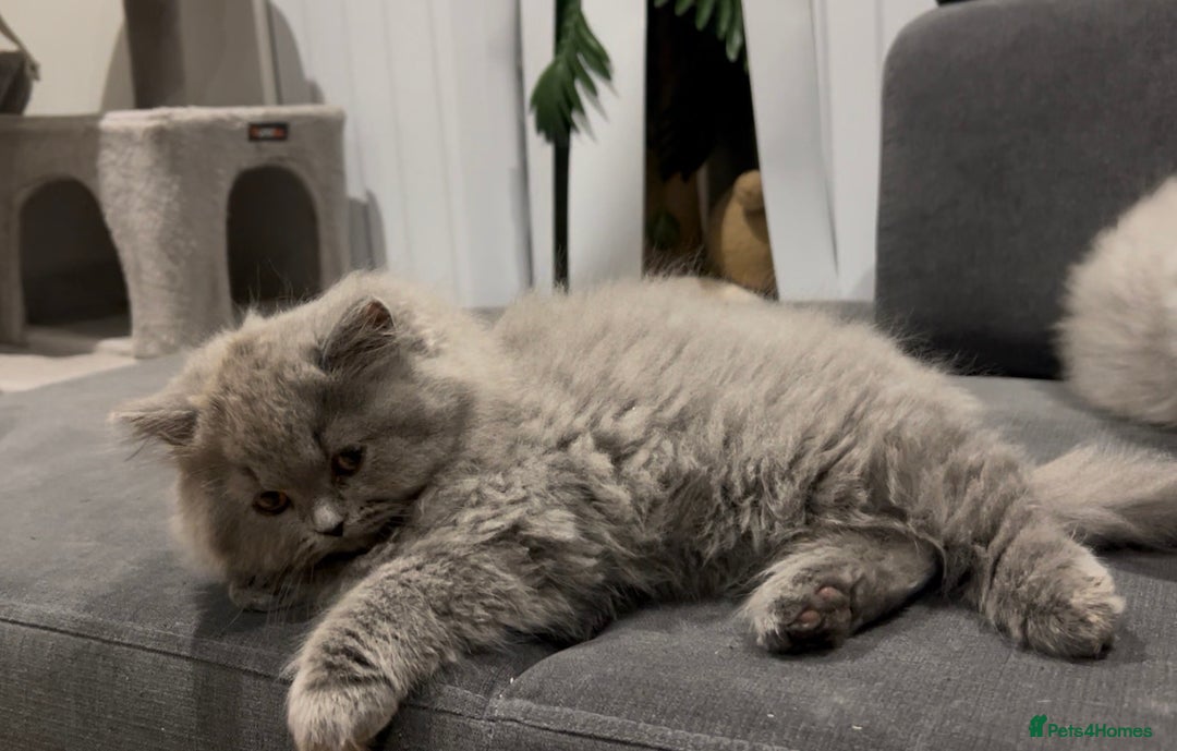 British Shorthair cats for sale: GCCF Champion British Shorthair  - Advert 7