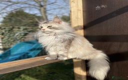 Maine Coon cats for sale: Maine coon kittens  - Image 9
