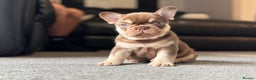 French Bulldog dogs for stud: 🏆KING HADE BEST ROJO AND TAN🏆Clinic Fee Inc  in Sittingbourne - Advert 3