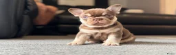 French Bulldog dogs for stud: 🏆KING HADE BEST ROJO AND TAN🏆Jan Sale❗️ in Sittingbourne - Advert 4