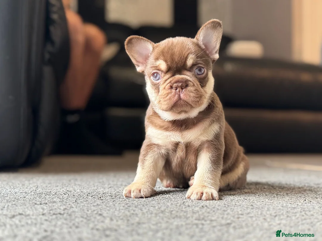 French Bulldog dogs for stud: 🏆KING HADE BEST ROJO AND TAN🏆Jan Sale❗️ in Sittingbourne - Advert 4