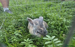 Mixed Breed rabbits for sale: Rabbit, male, 3yrs, with double hutch - Image 7
