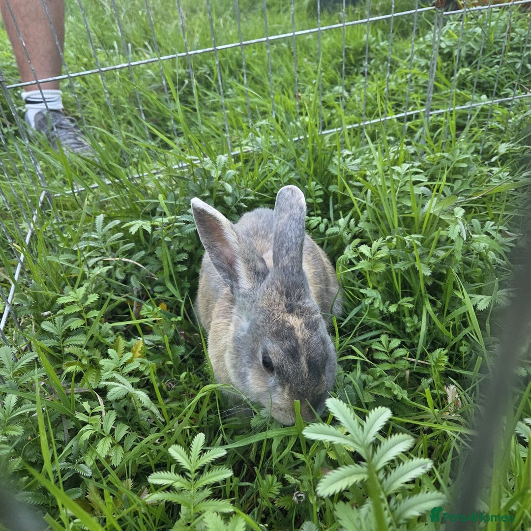 Mixed Breed rabbits for sale: Rabbit, male, 3yrs, with double hutch - Image 7