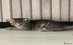 Mixed Breed cats for sale: Last female tabby Ready to go  - Advert 4