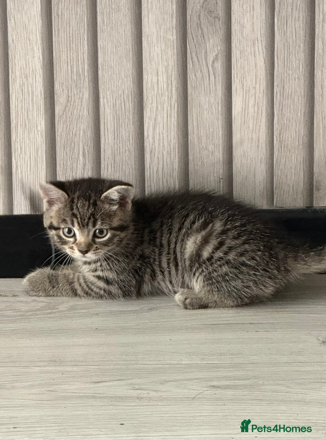 Mixed Breed cats for sale: Last female tabby Ready to go  - Advert 4