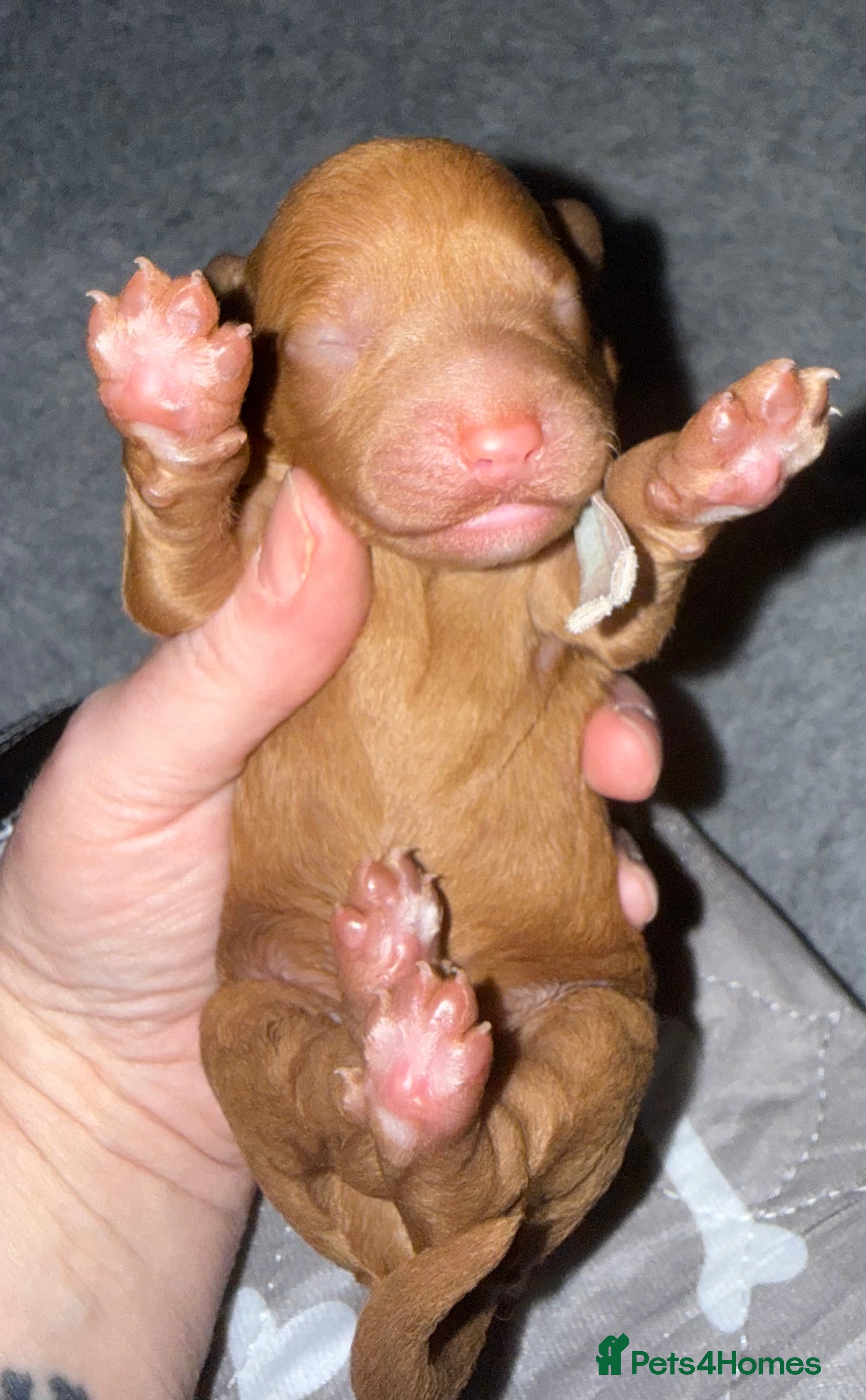 Labradoodle dogs  F1BB Miniature Labradoodle Puppies – Home Raised - Advert 2