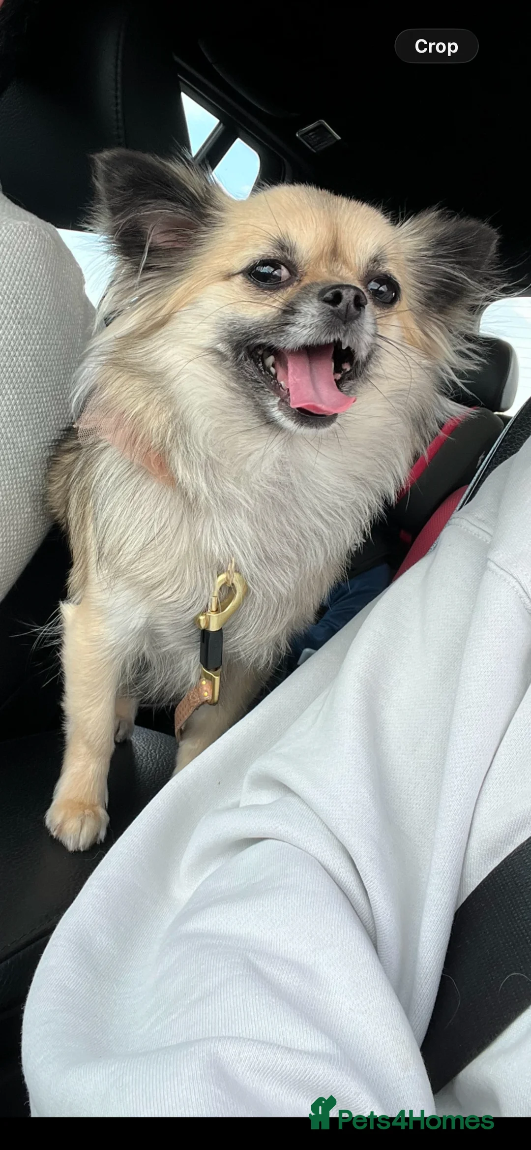 Chihuahua dogs for sale: Female Chihuahua  - Advert 2