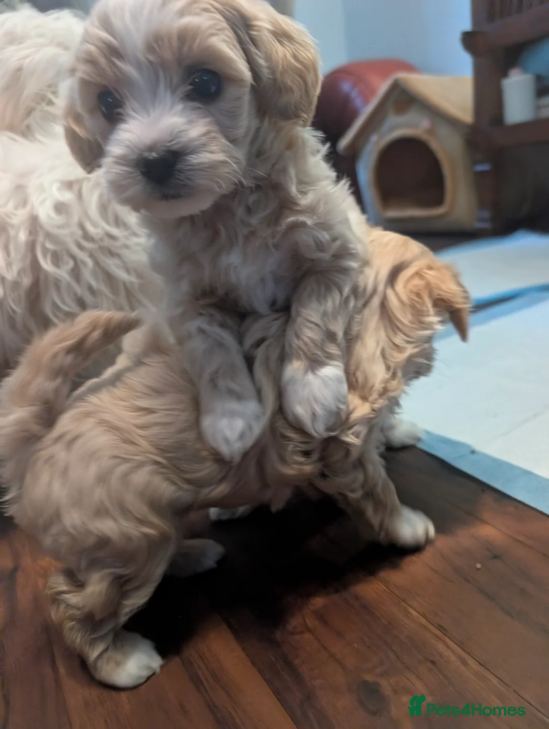 Maltipoo dogs for sale: Maltipoo puppies - Advert 8