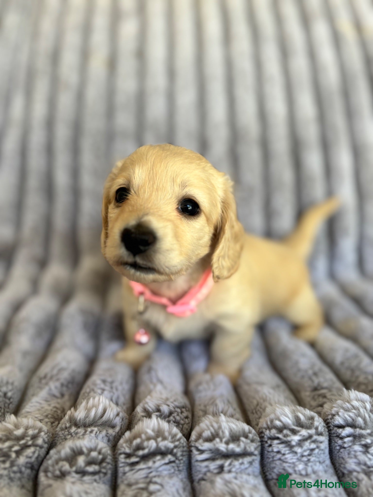 Miniature Dachshund dogs KC Pure English Cream Longhair Miniature Dachshund - Advert 3