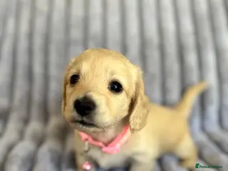 Miniature Dachshund dogs KC Pure English Cream Longhair Miniature Dachshund - Advert 3