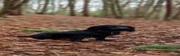 Cocker Spaniel dogs for sale: Working Cocker Spaniel Puppies - Advert 21