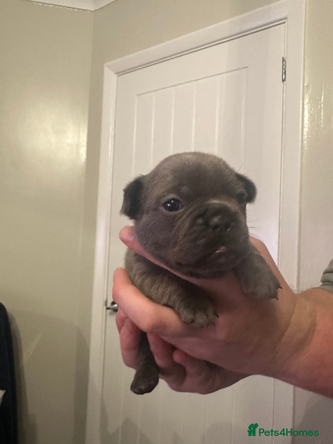 French Bulldog dogs for sale: 5 Beautiful French Bulldog Puppies - Advert 23