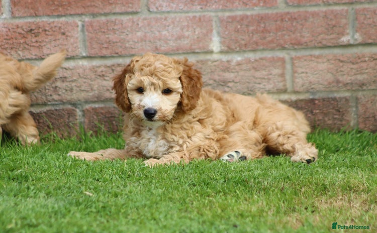 Cockapoo dogs - Advert 1