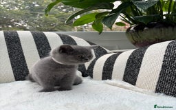 British Shorthair cats for sale: British Shorthair Kittens  - Image 10