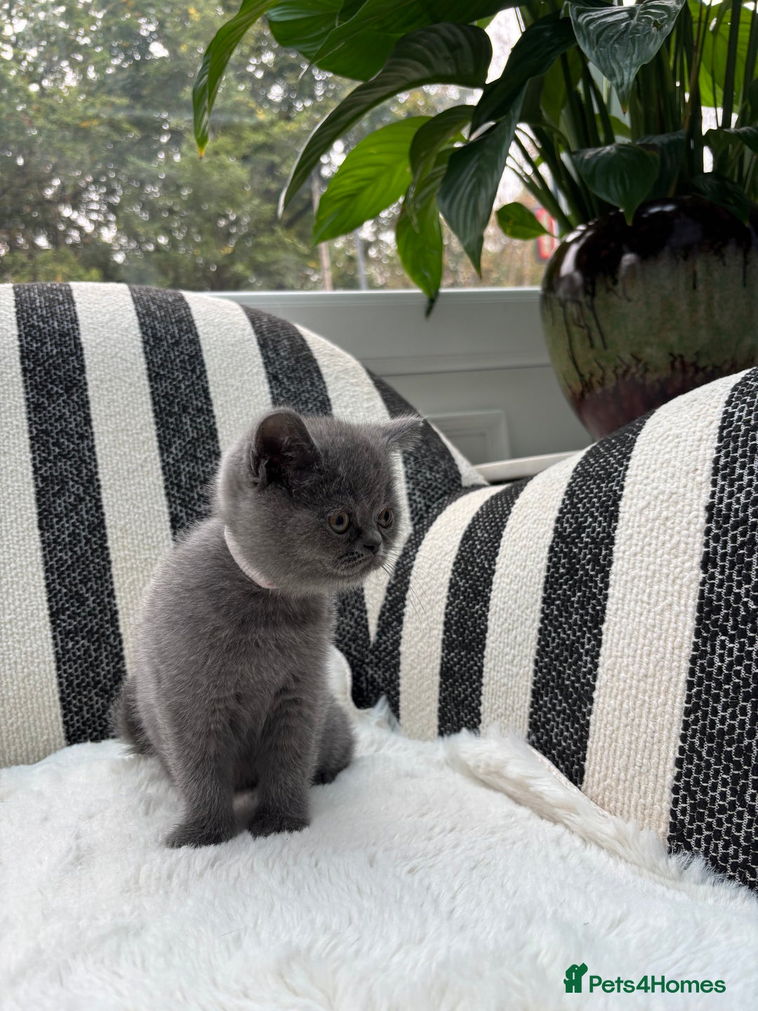 British Shorthair cats for sale: British Shorthair Kittens  - Image 10