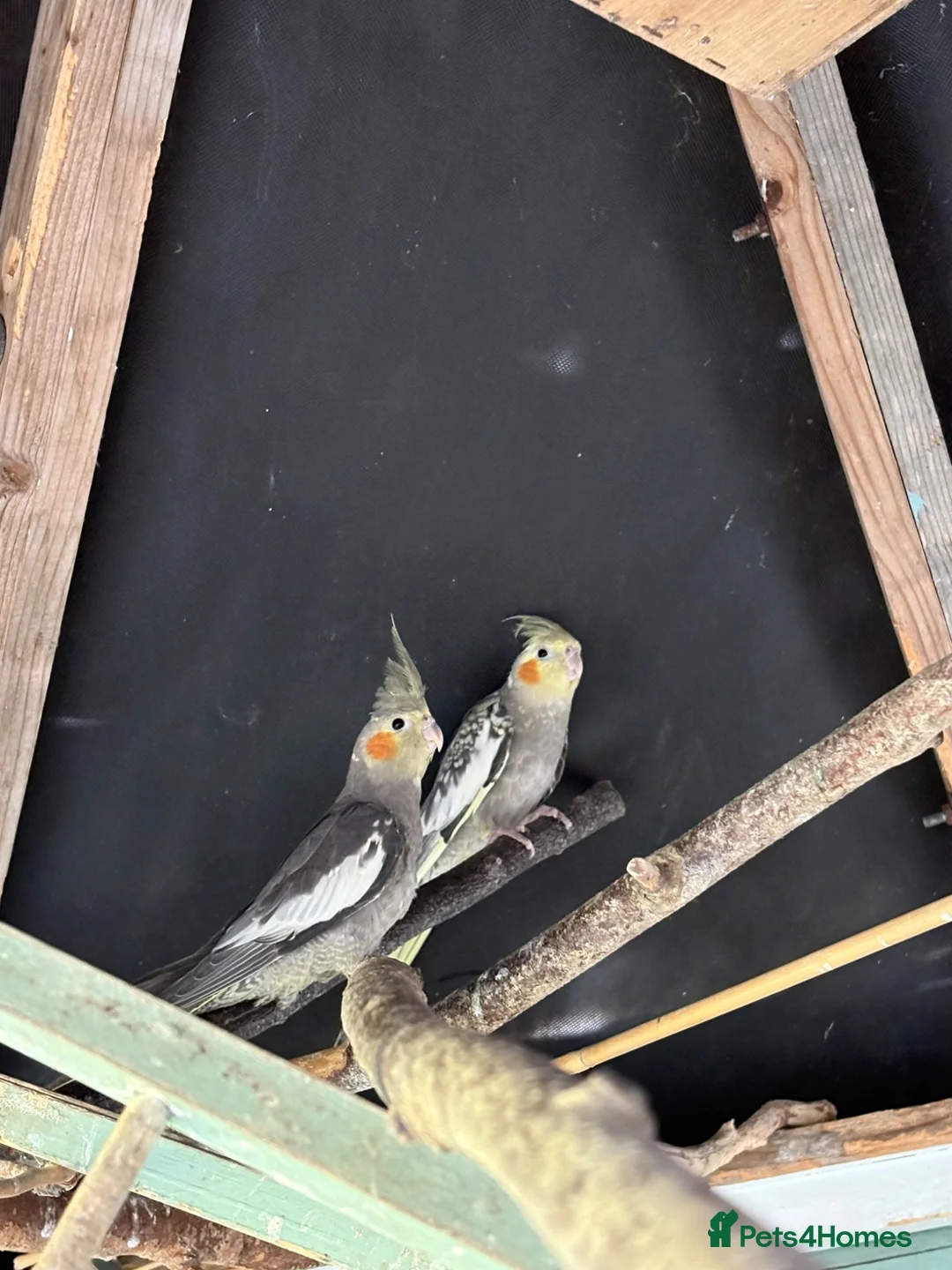 Cockatiels birds for sale: Baby cockatiels/breeding pair and finches - Advert 1