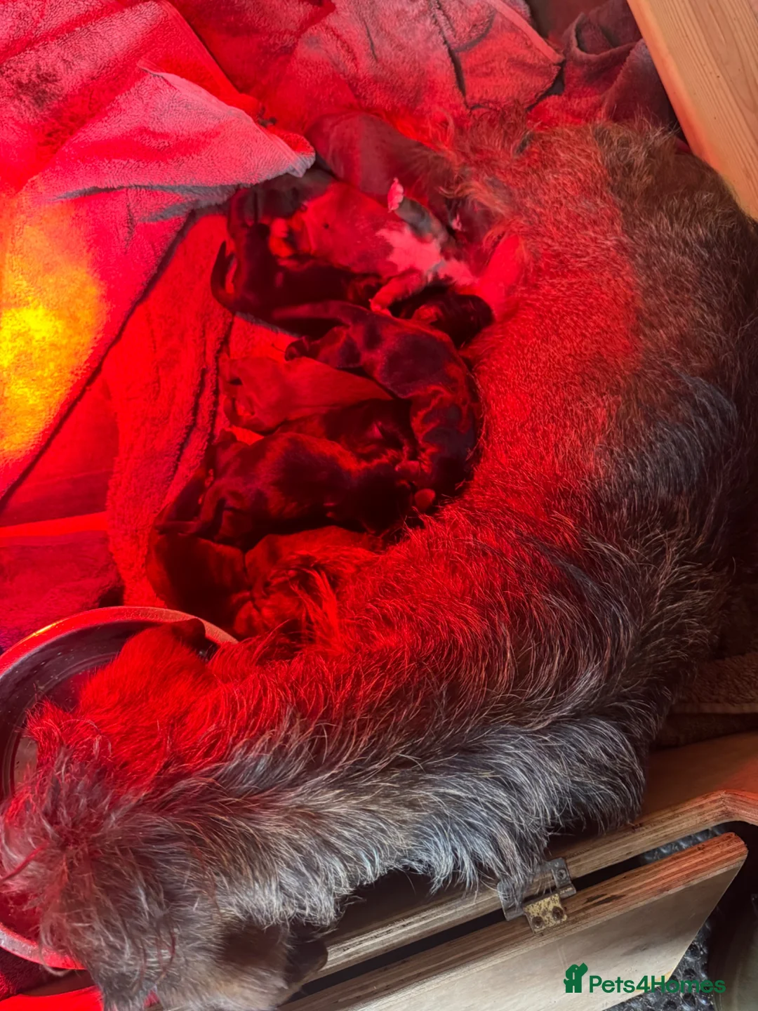 Mixed Breed dogs for sale: Dachshund x Cocker spaniel - Advert 17