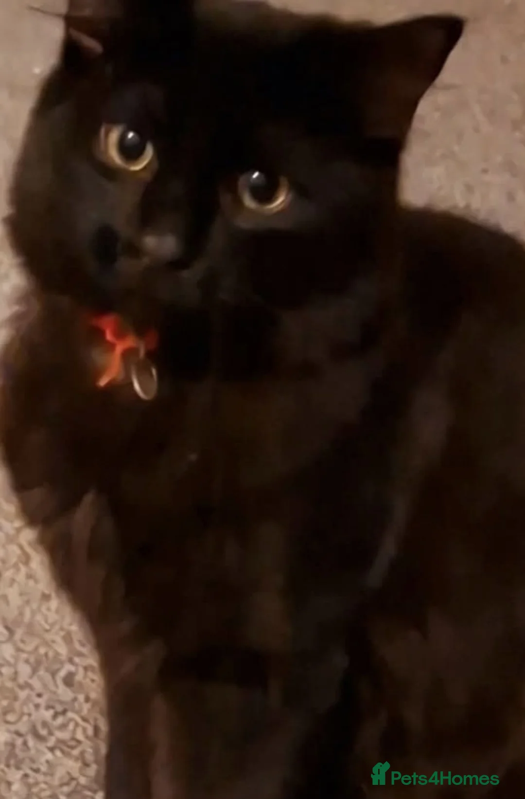 Domestic Shorthair cats for adoption: Lovely Bonded Pair looking for a very special home - Advert 2