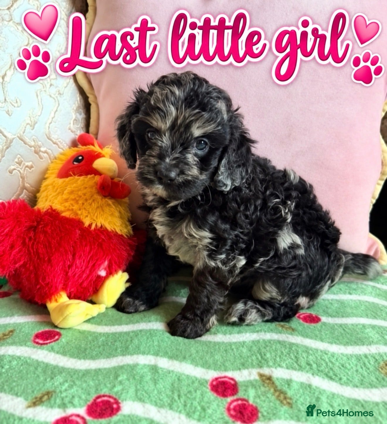 Cavapoo dogs F1 cavapoo puppies -last little girl  - Advert 1