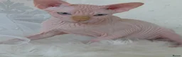 Sphynx cats for sale: 2 Stunning Sphynx Boys – Ready Now 💙 - Advert 3